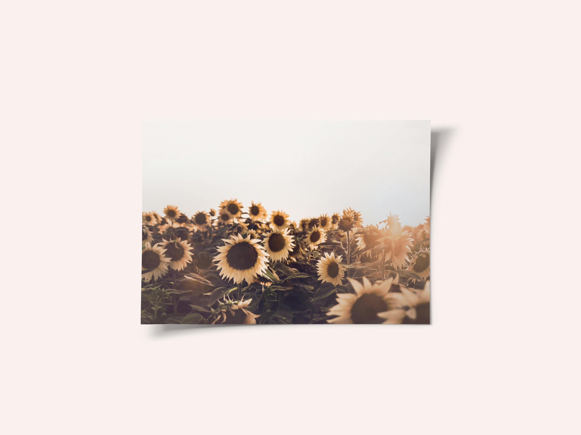 Sunflowers