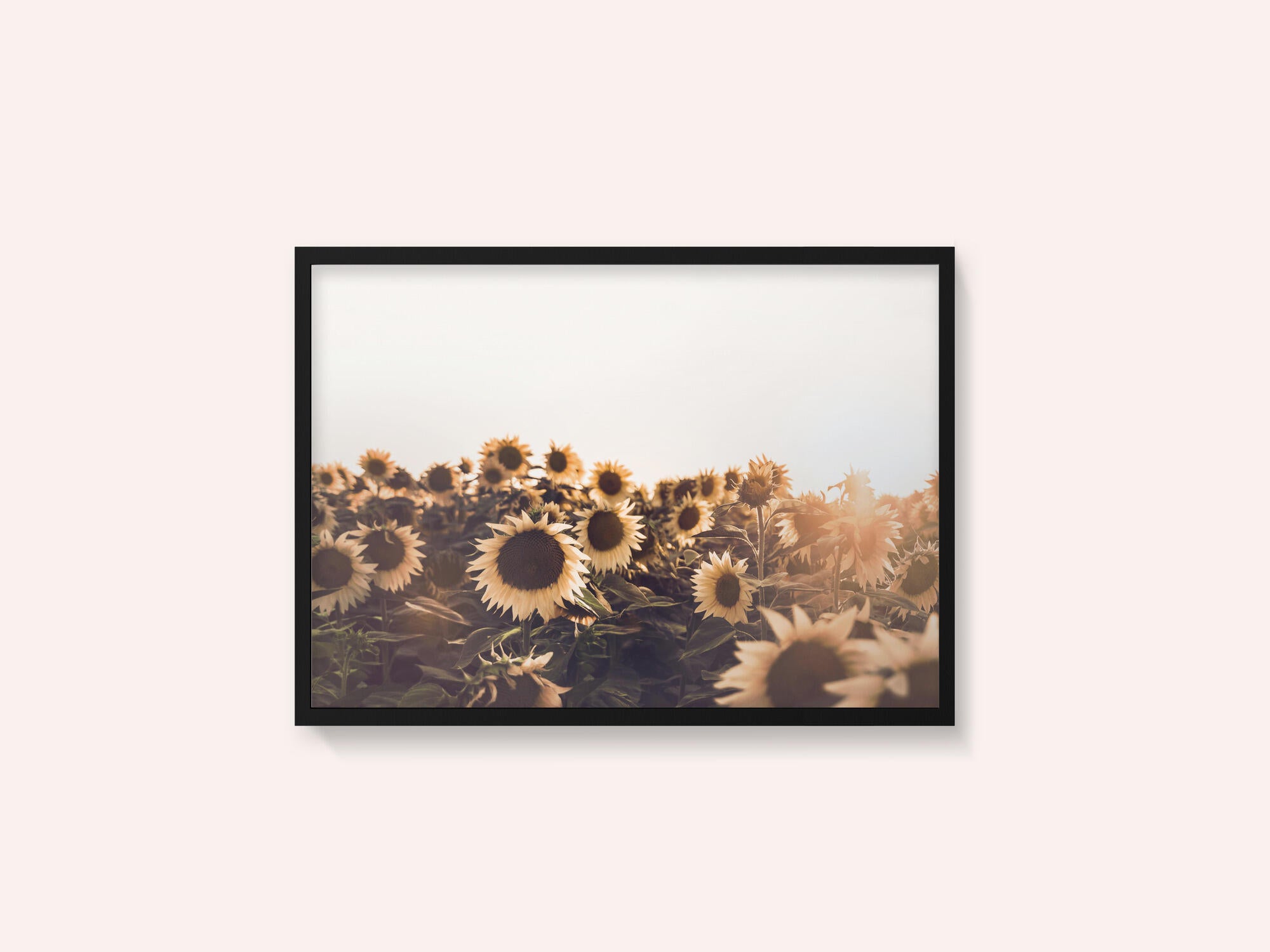 Sunflowers