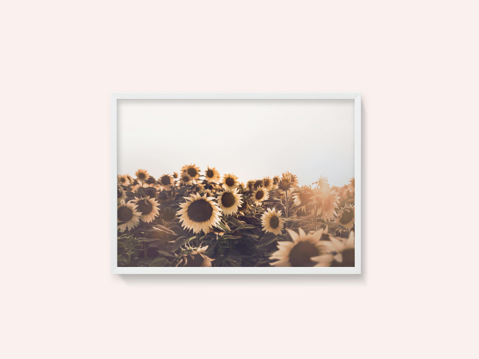 Sunflowers