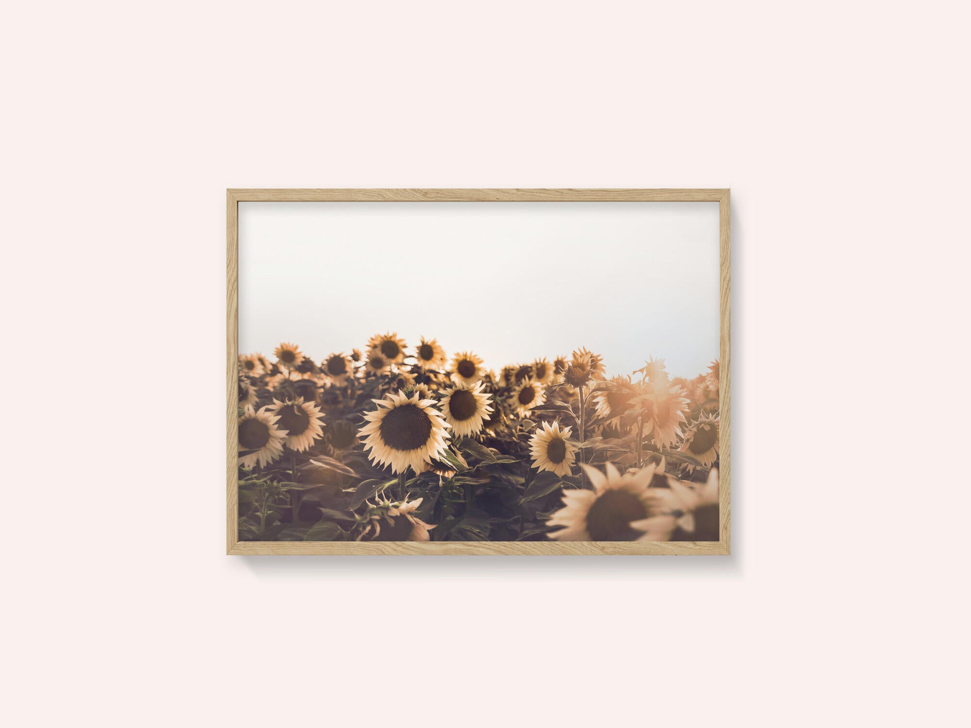 Sunflowers
