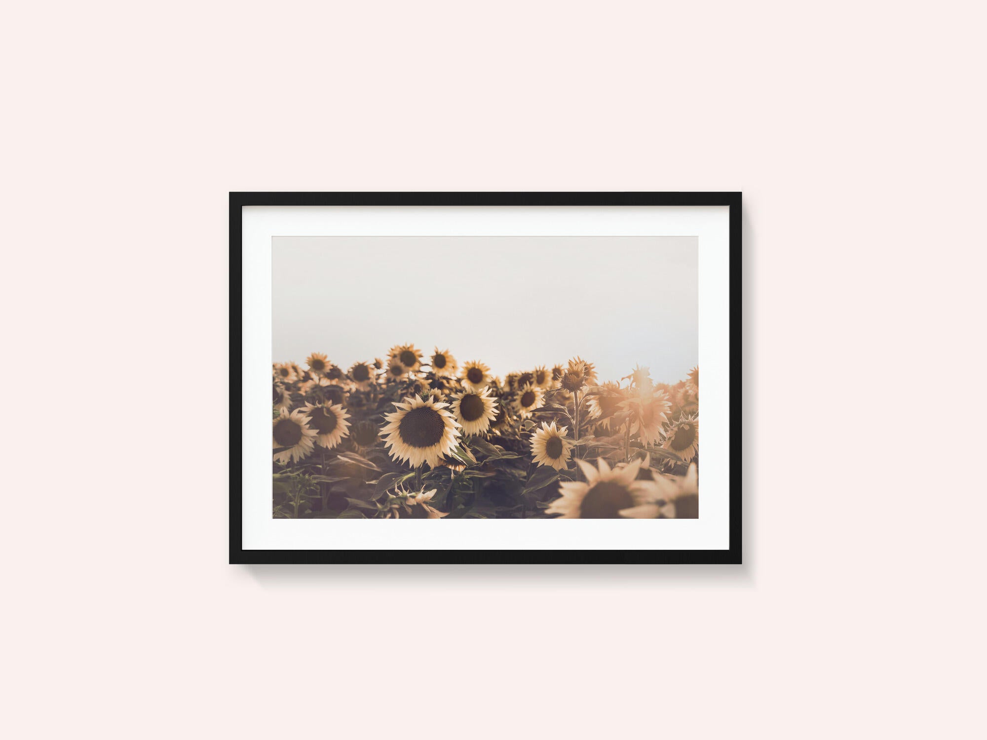 Sunflowers