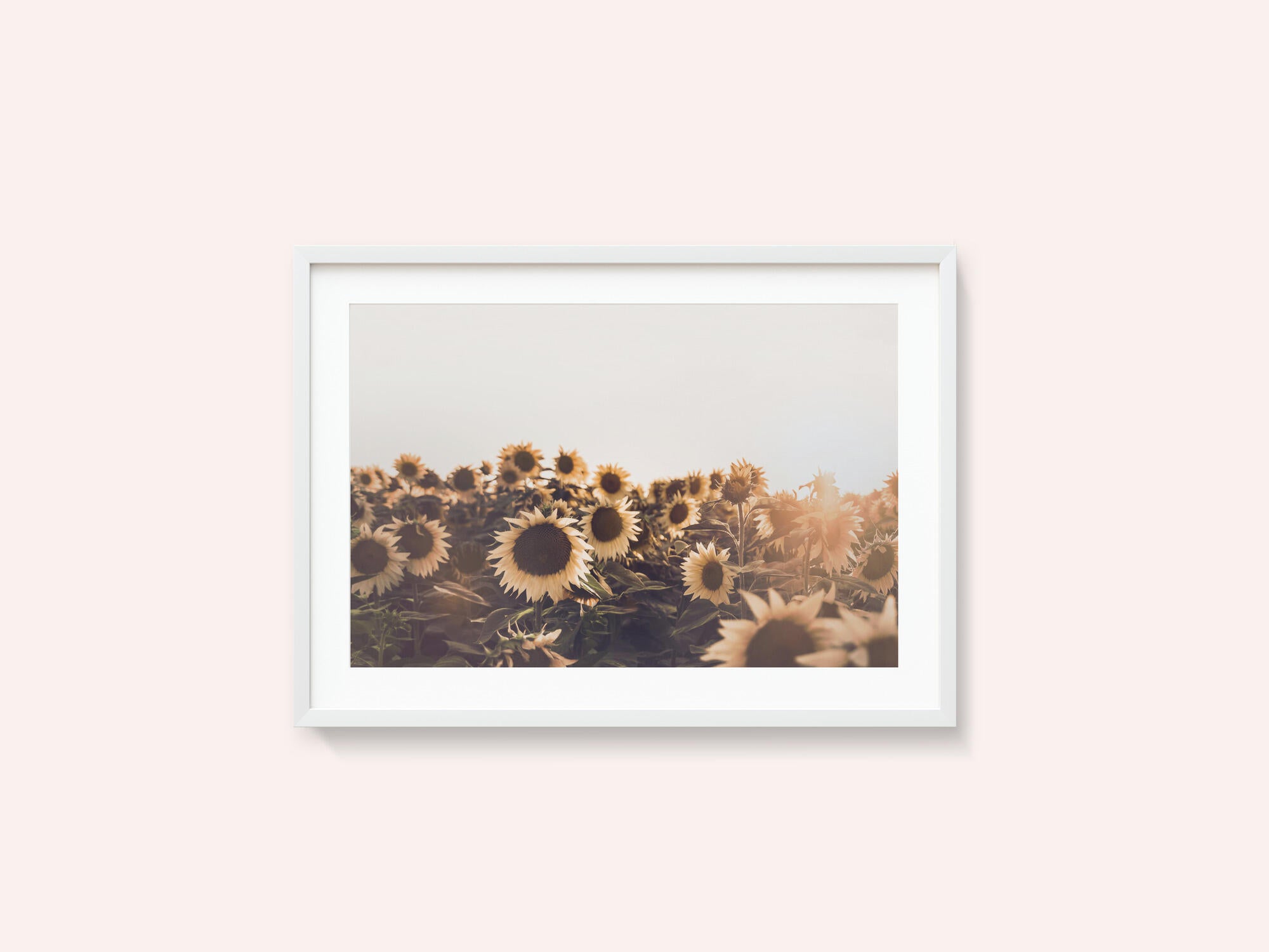 Sunflowers
