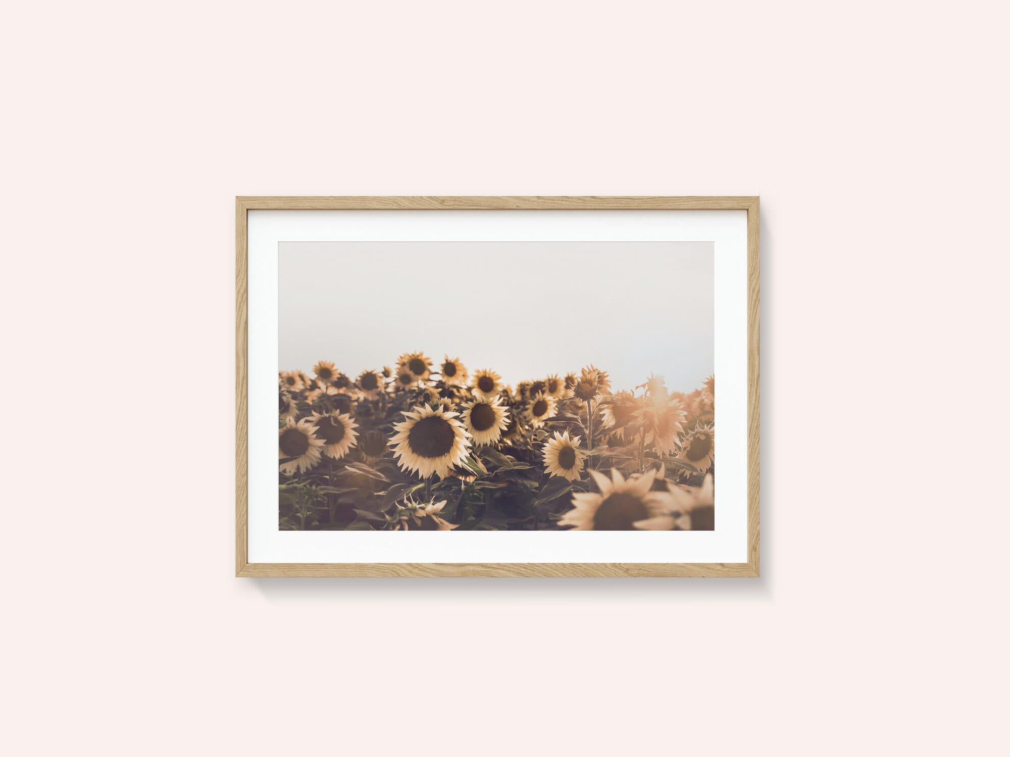 Sunflowers