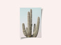 Saguaro