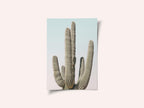 Saguaro