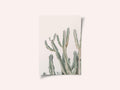 Sunrise Cactus