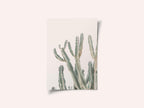 Sunrise Cactus