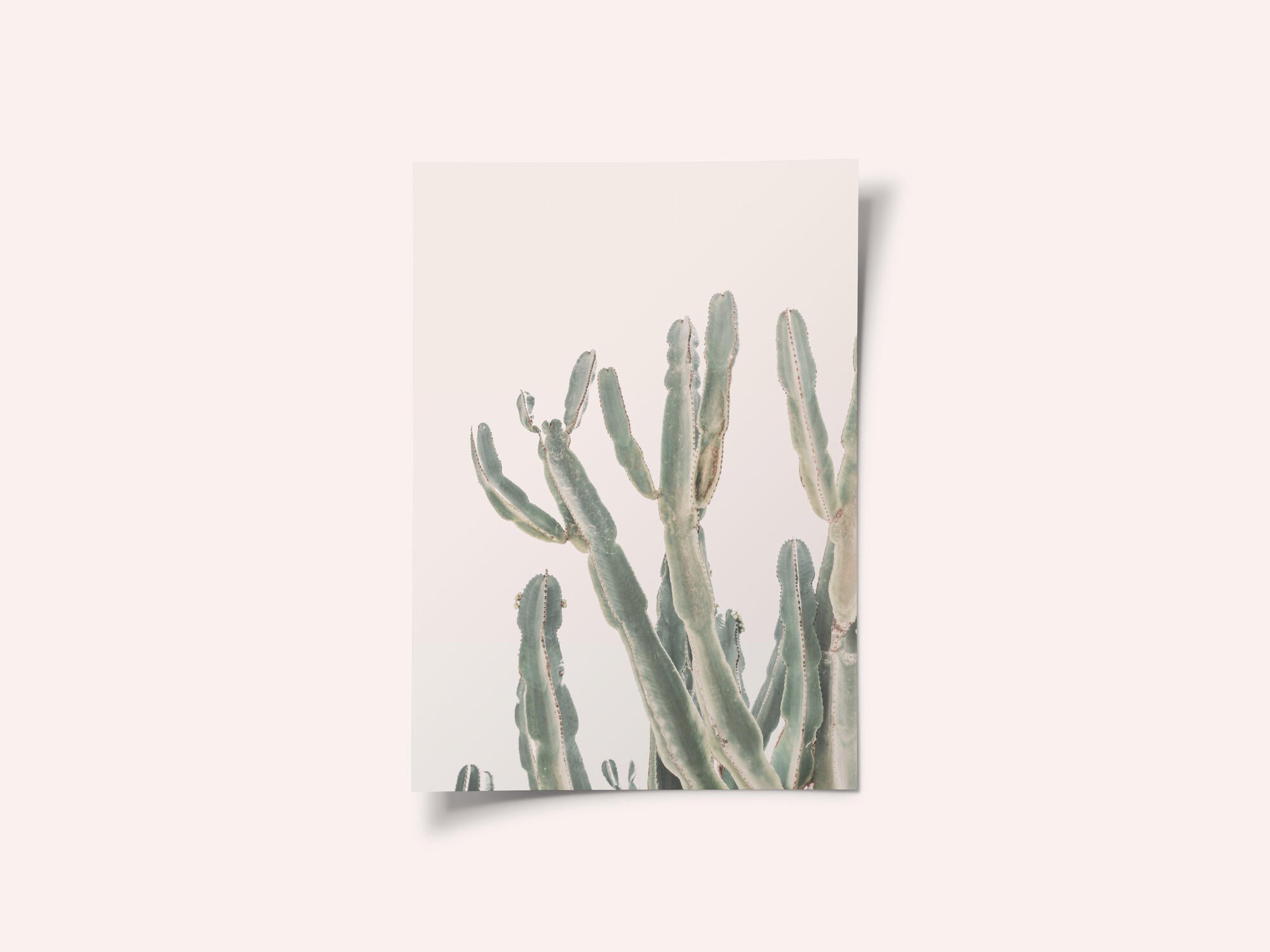 Sunrise Cactus