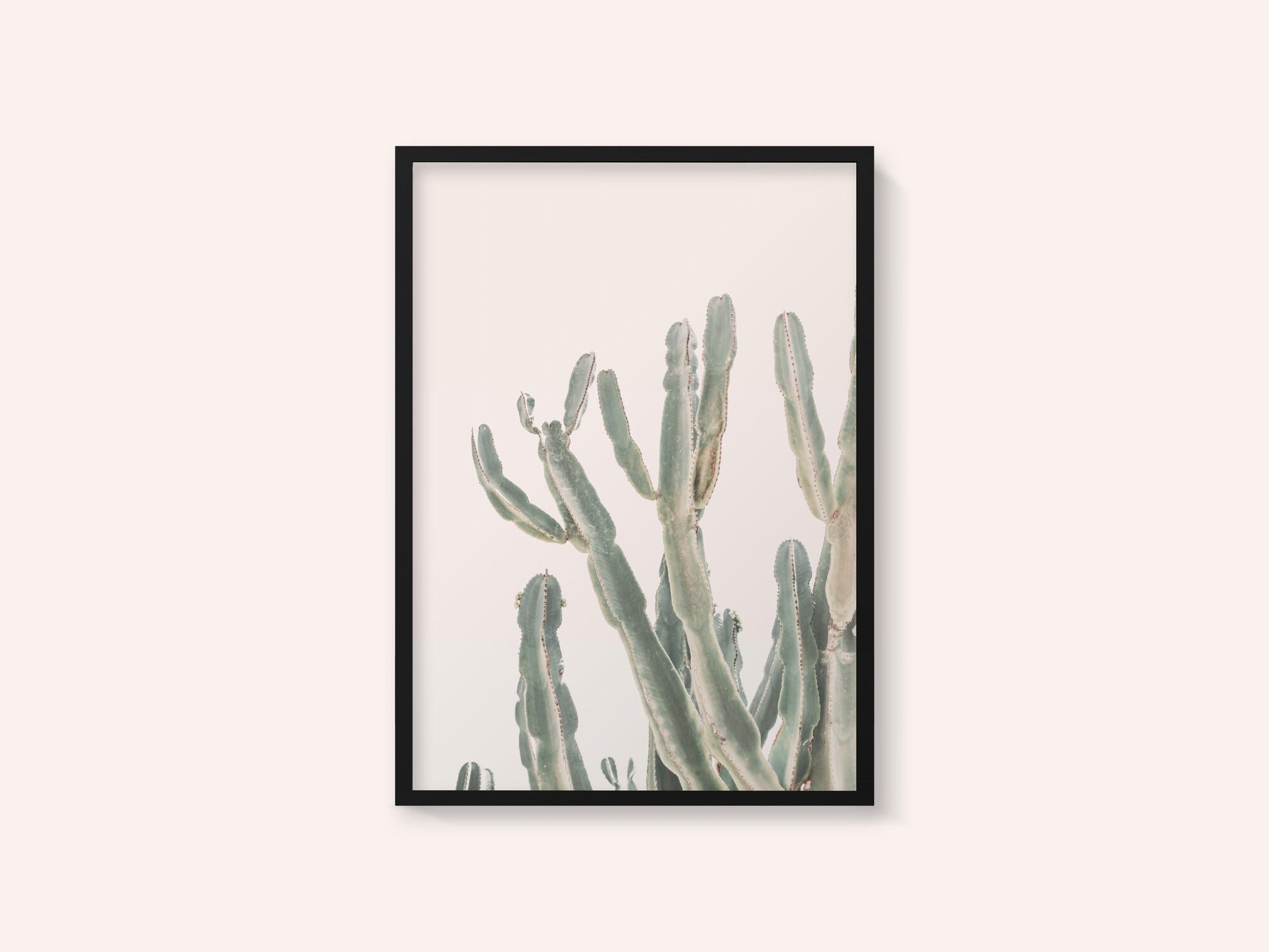 Sunrise Cactus