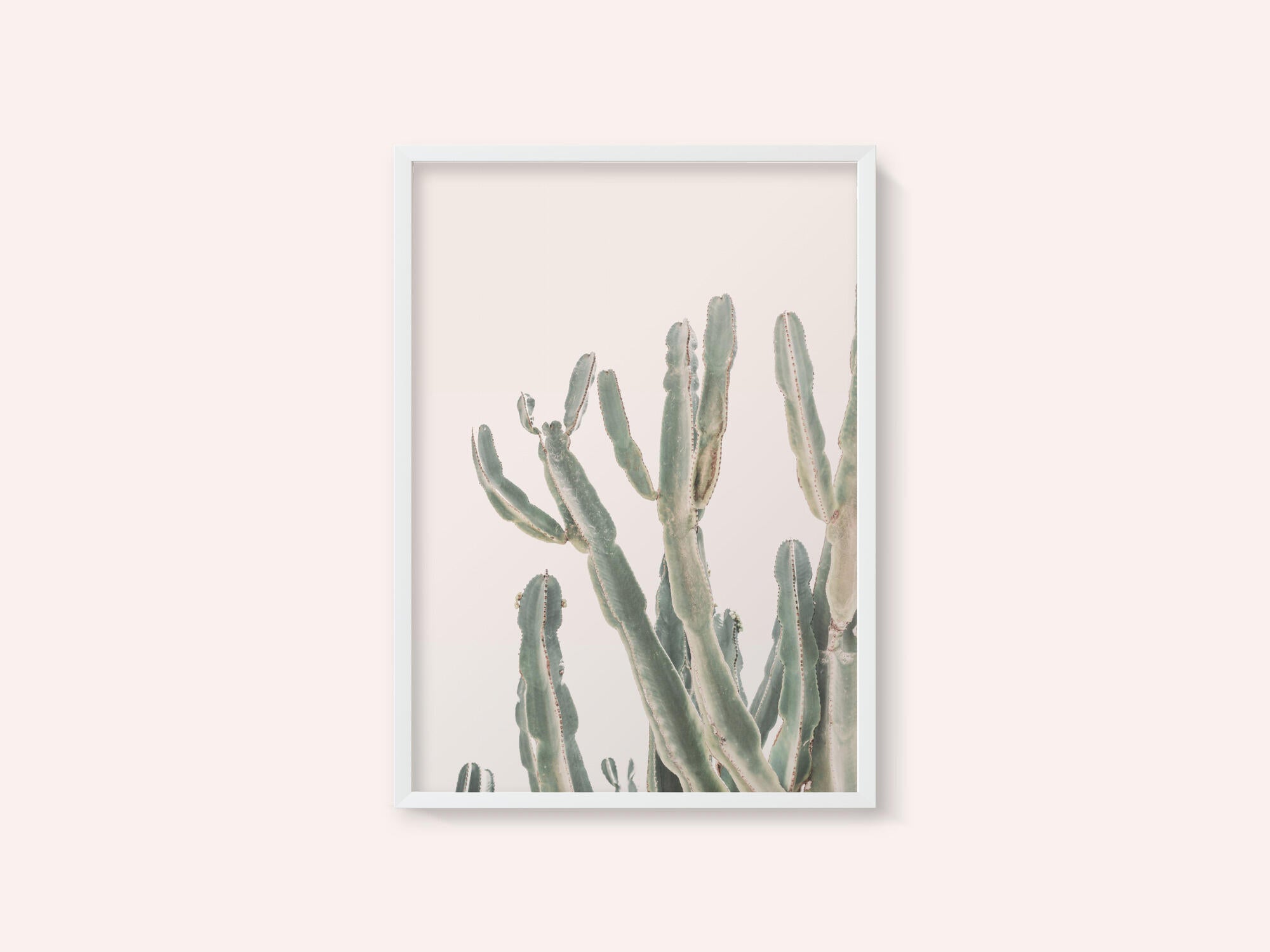 Sunrise Cactus