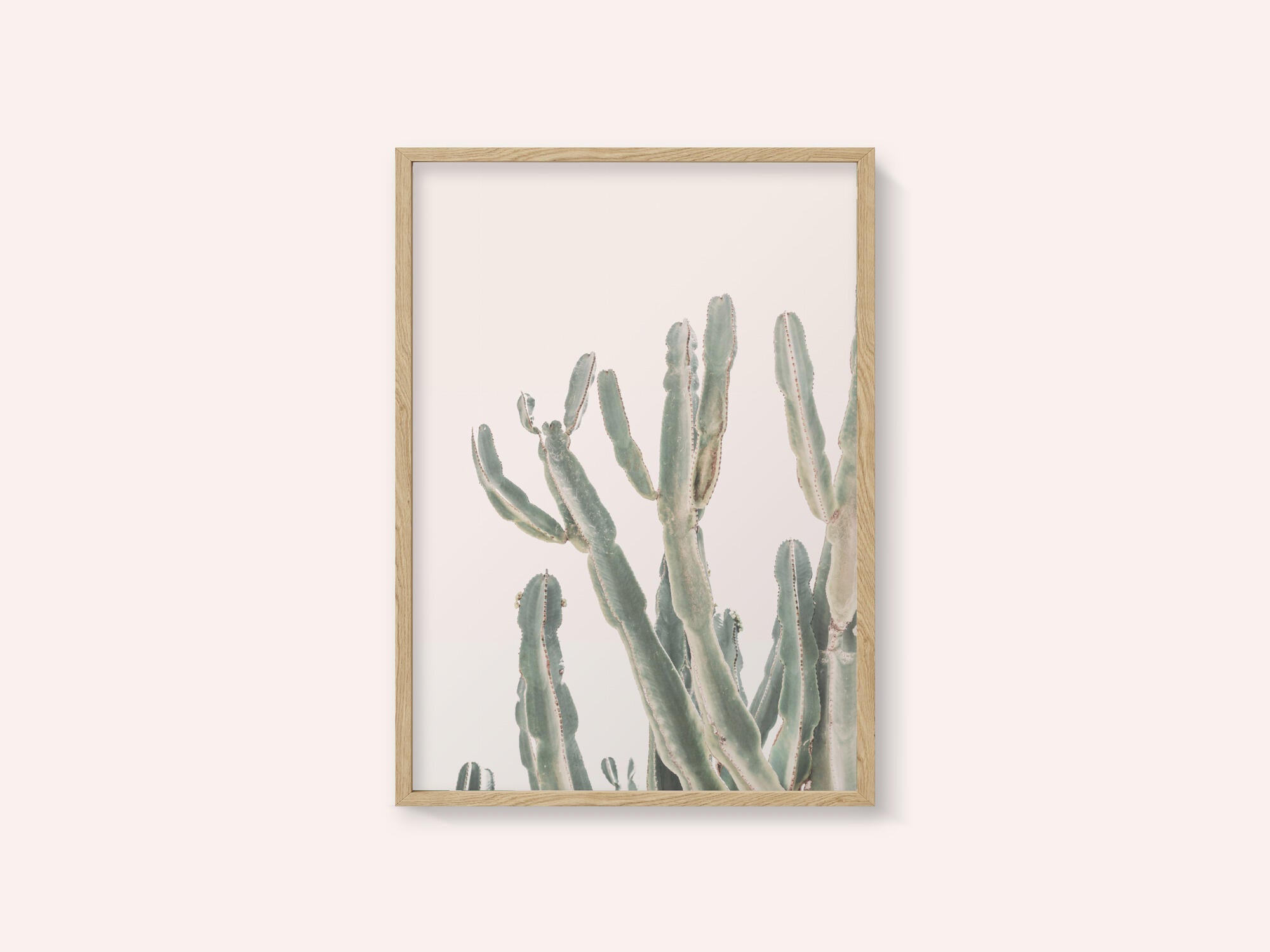 Sunrise Cactus