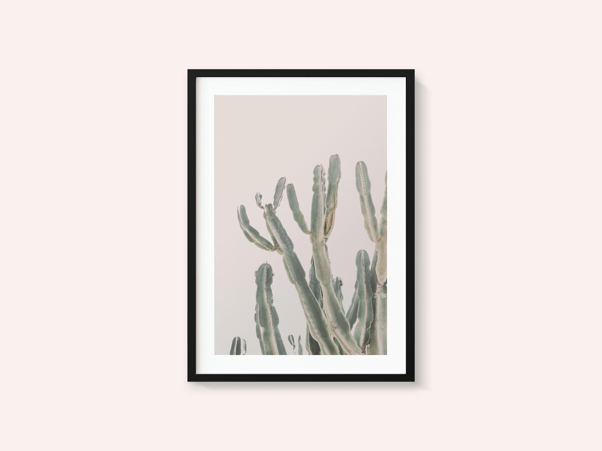 Sunrise Cactus