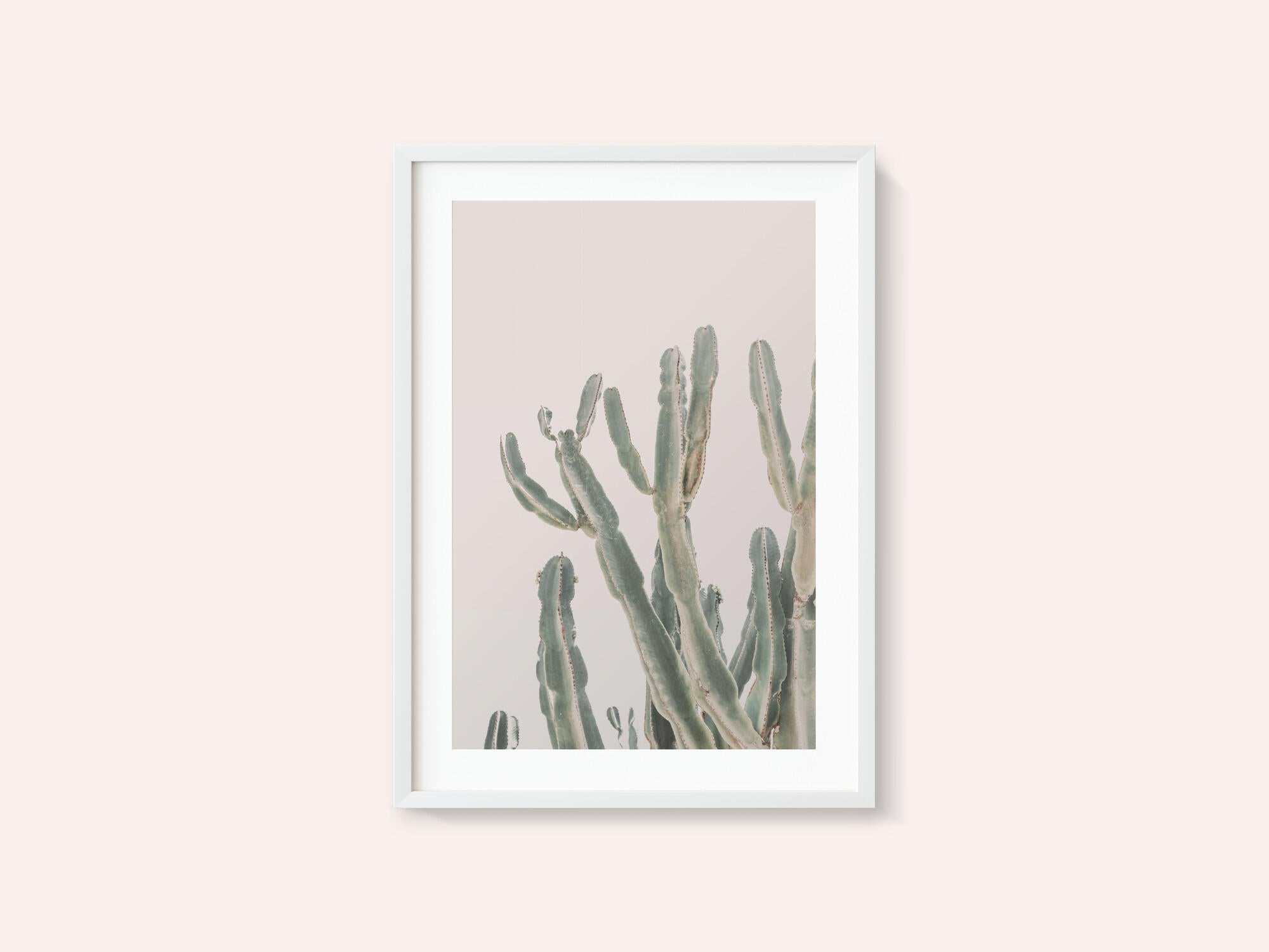 Sunrise Cactus