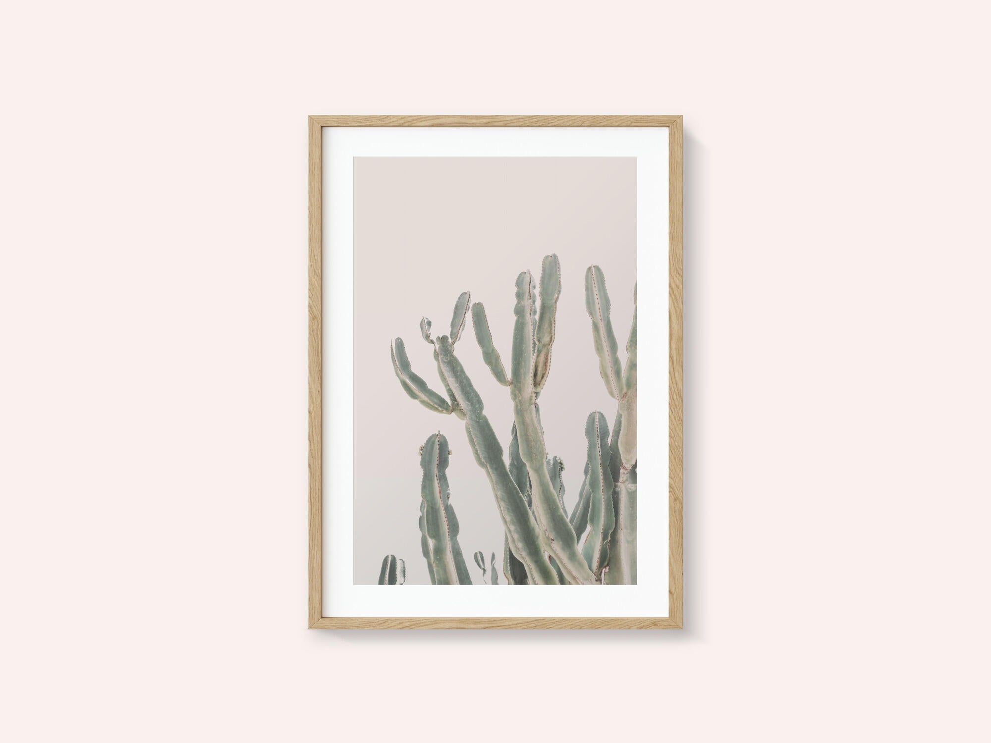 Sunrise Cactus