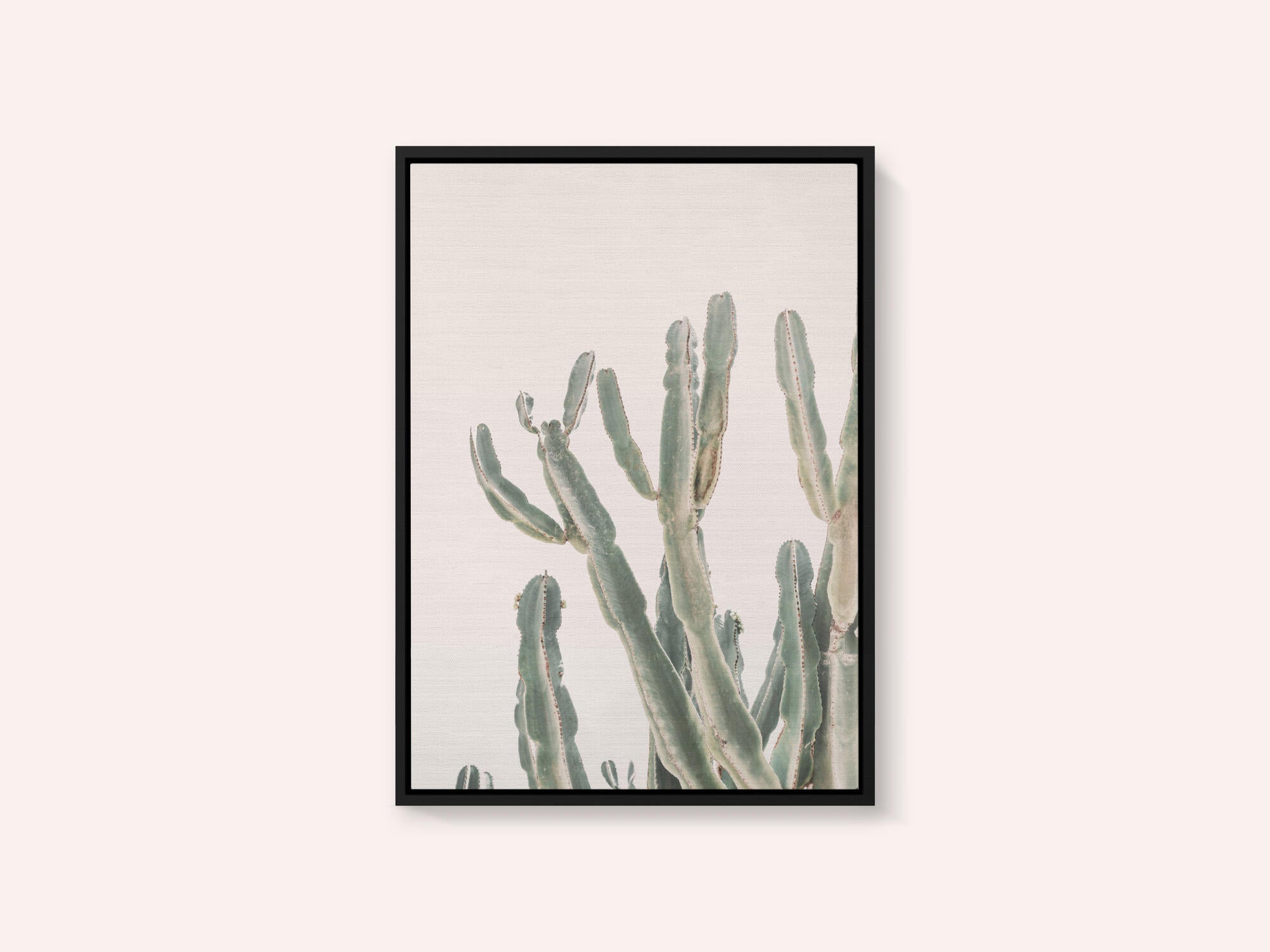 Sunrise Cactus
