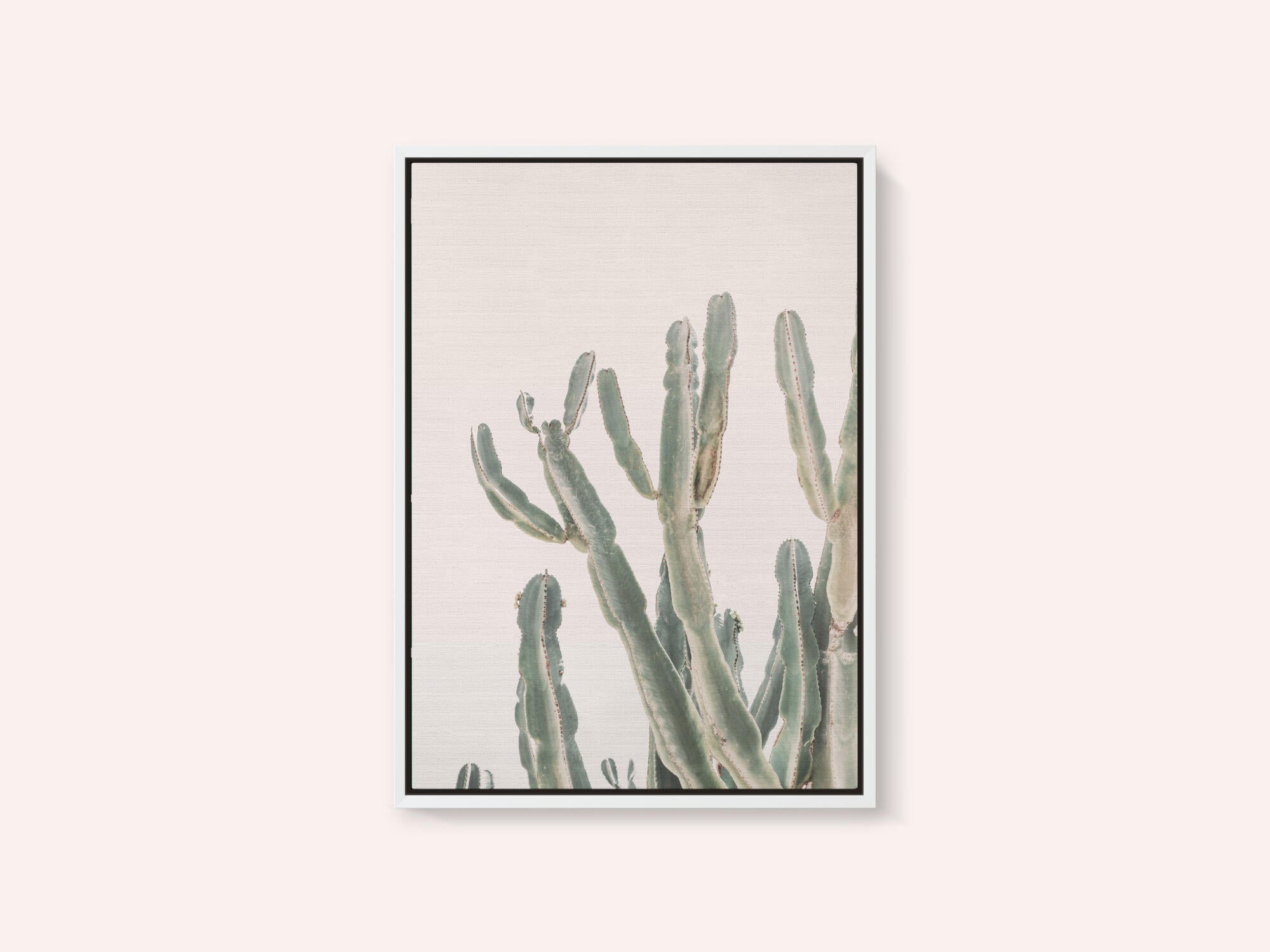 Sunrise Cactus