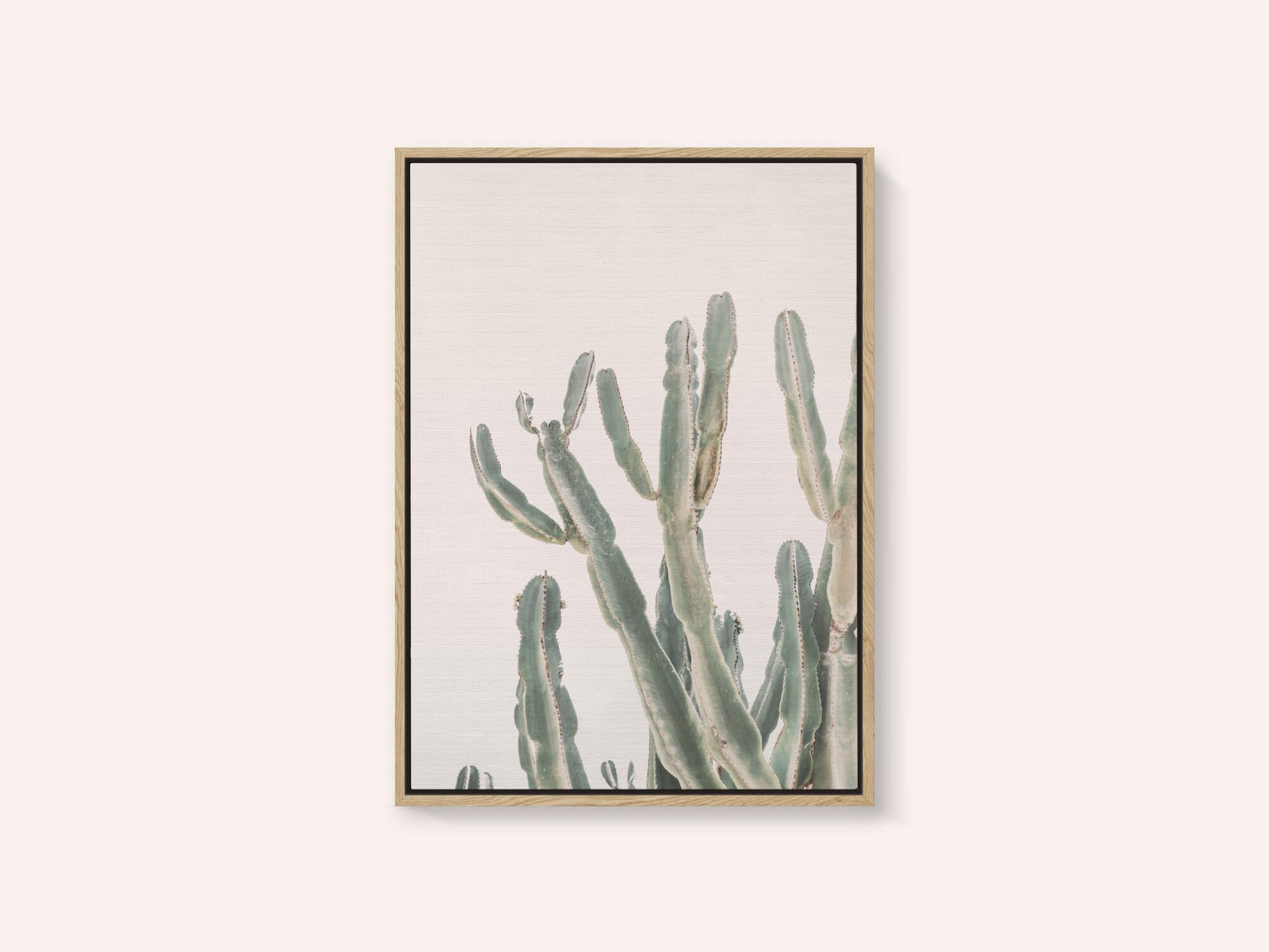 Sunrise Cactus
