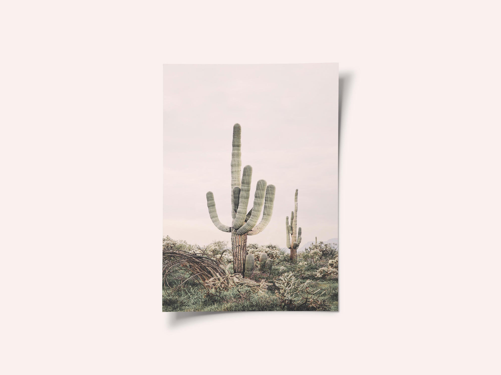 Pink Saguaro