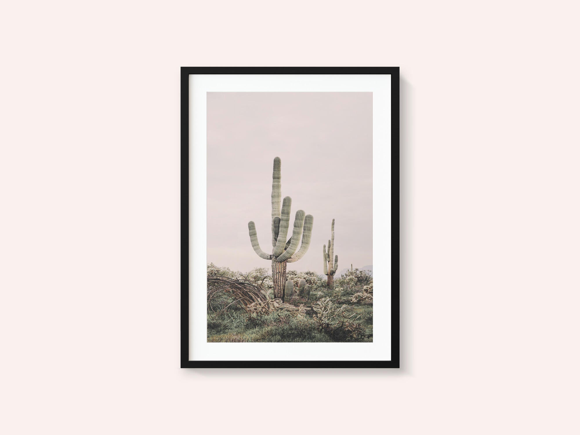 Pink Saguaro
