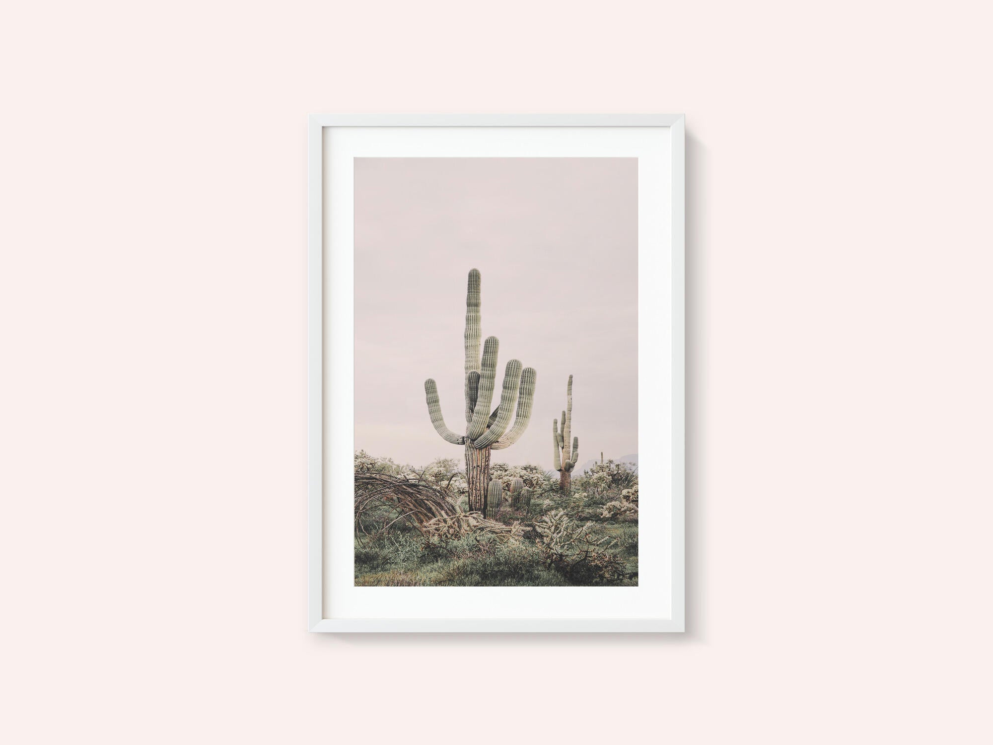 Pink Saguaro