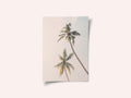 Tropical Palms
