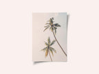 Tropical Palms