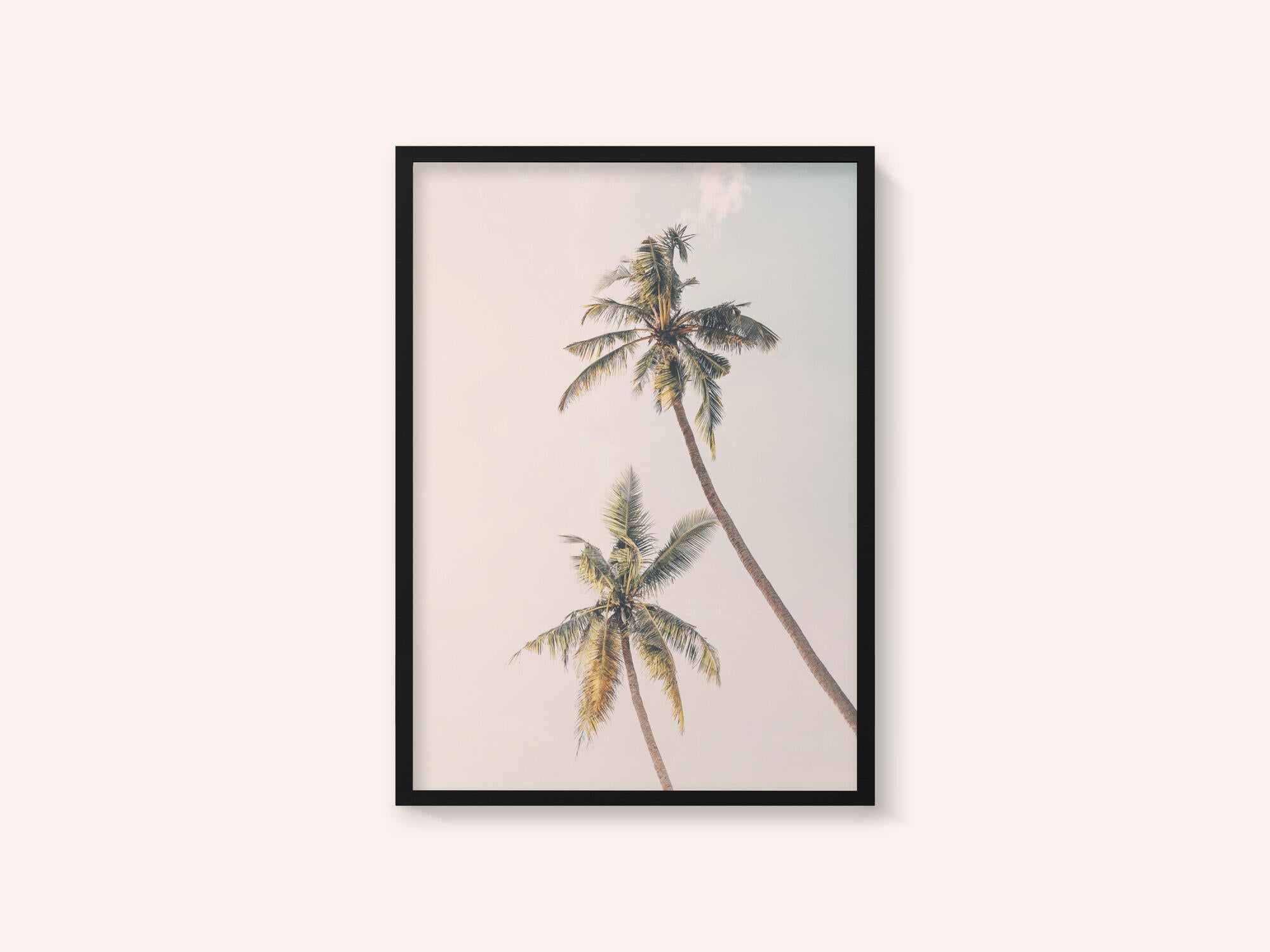 Tropical Palms