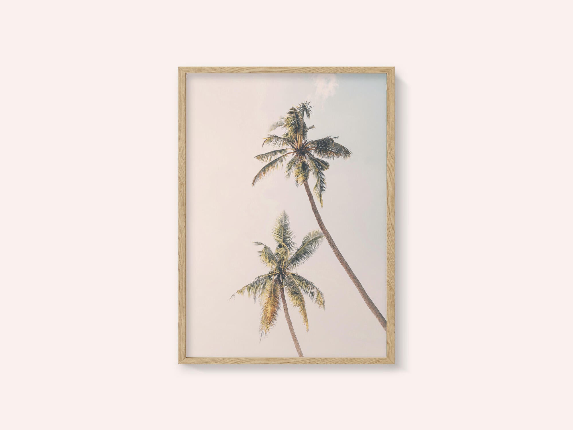 Tropical Palms