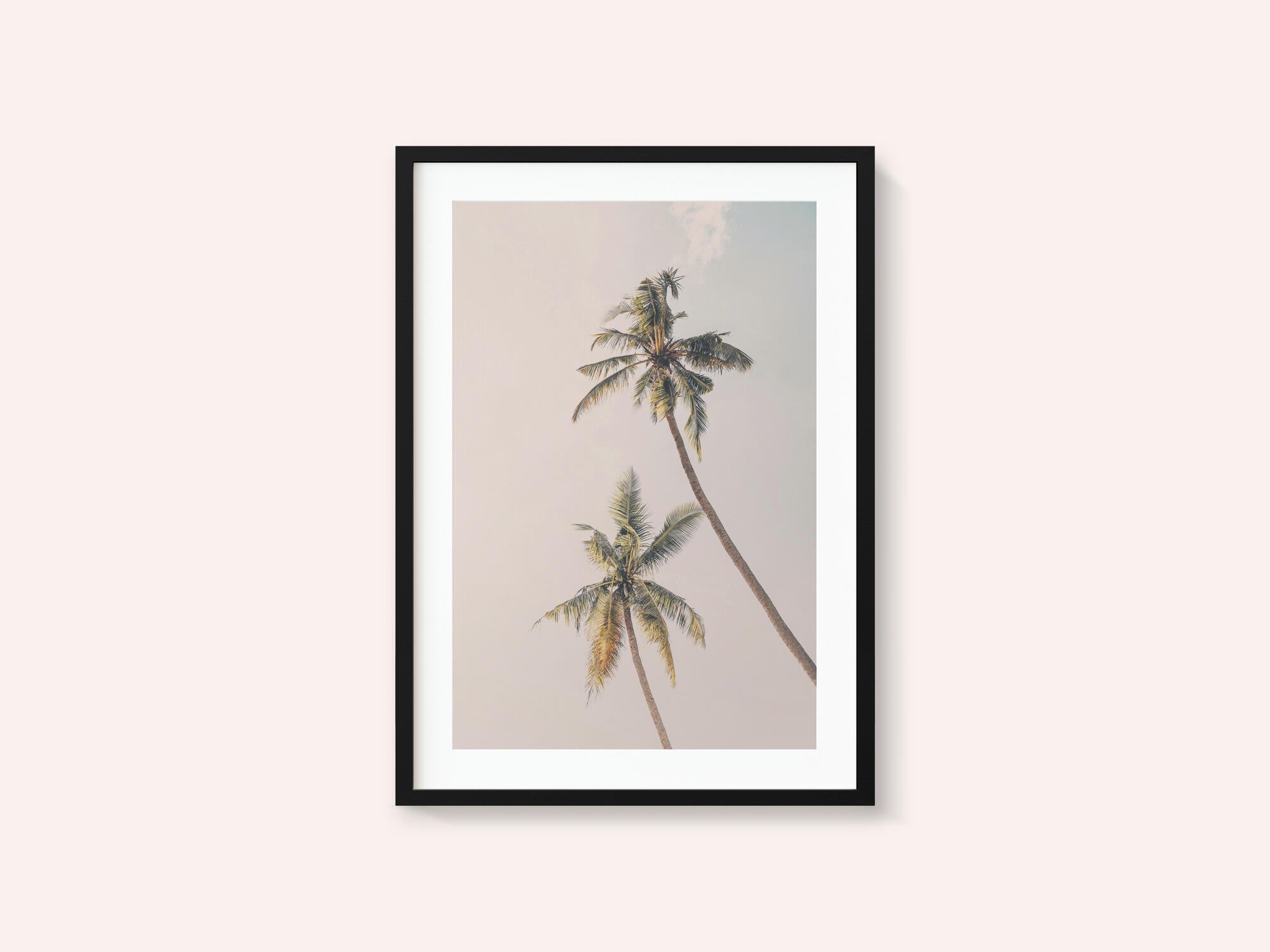 Tropical Palms