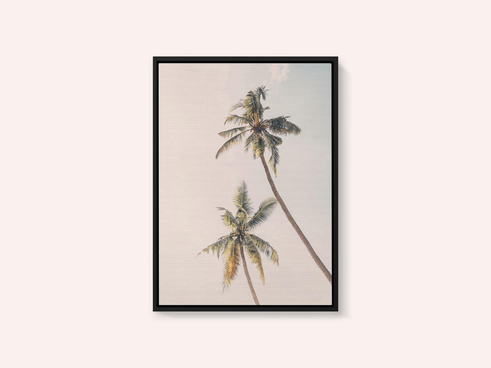 Tropical Palms