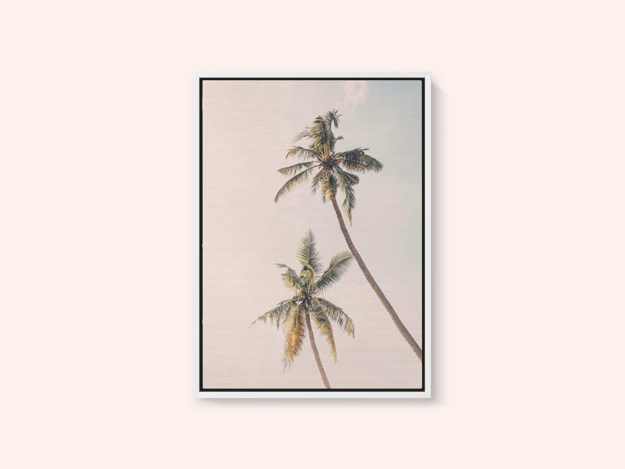 Tropical Palms