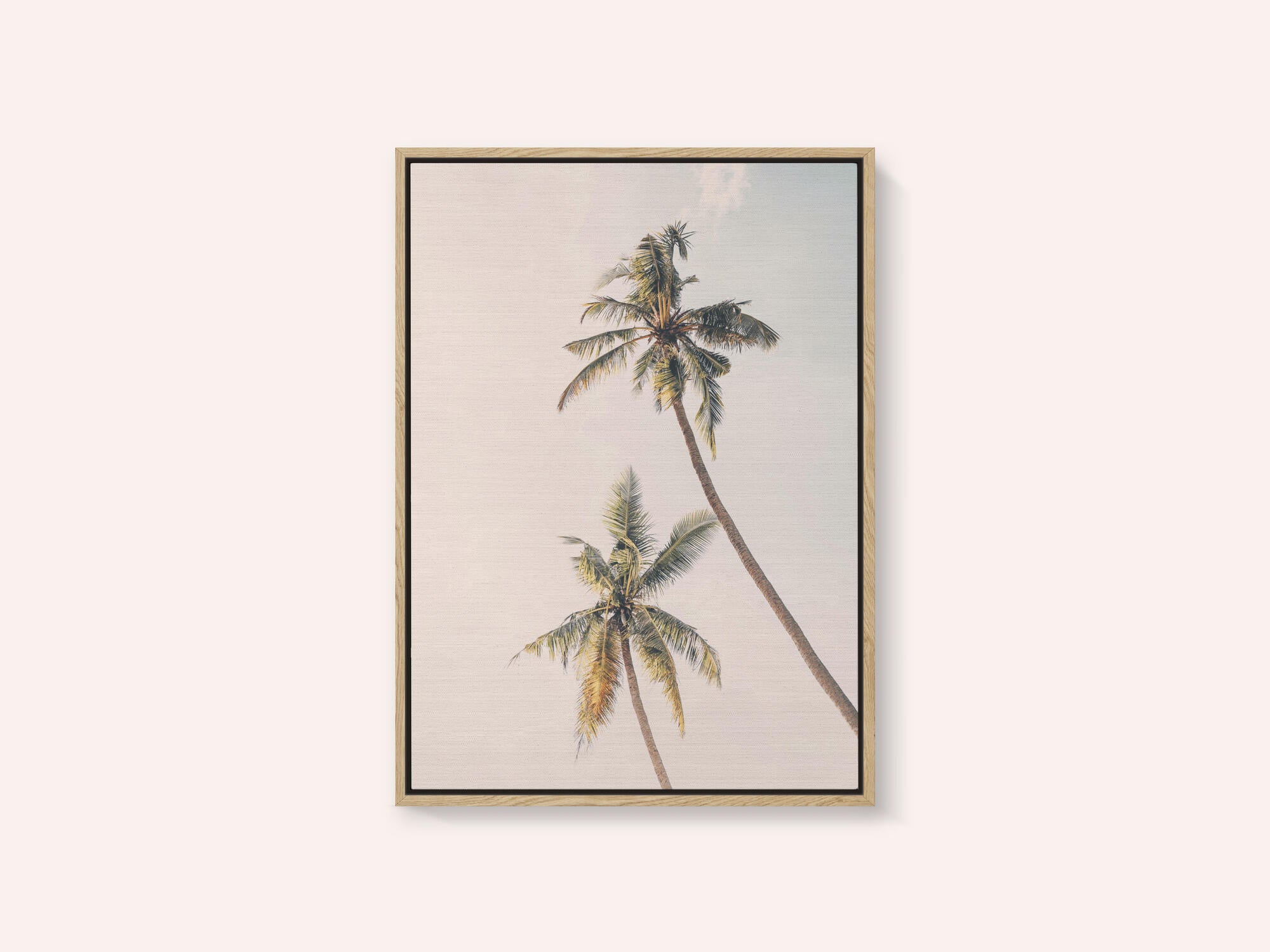 Tropical Palms