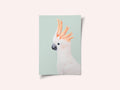 Cockatoo