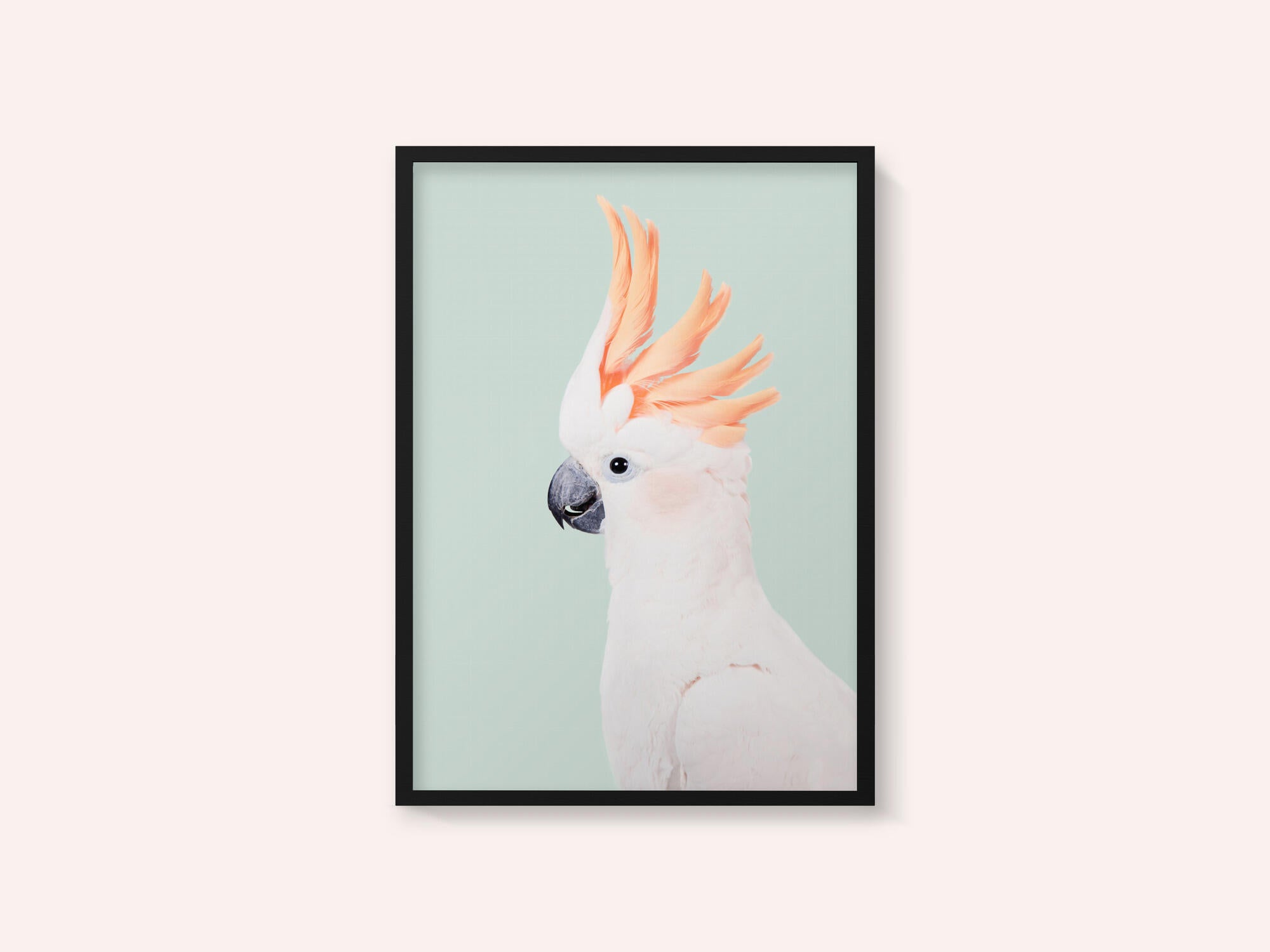 Cockatoo