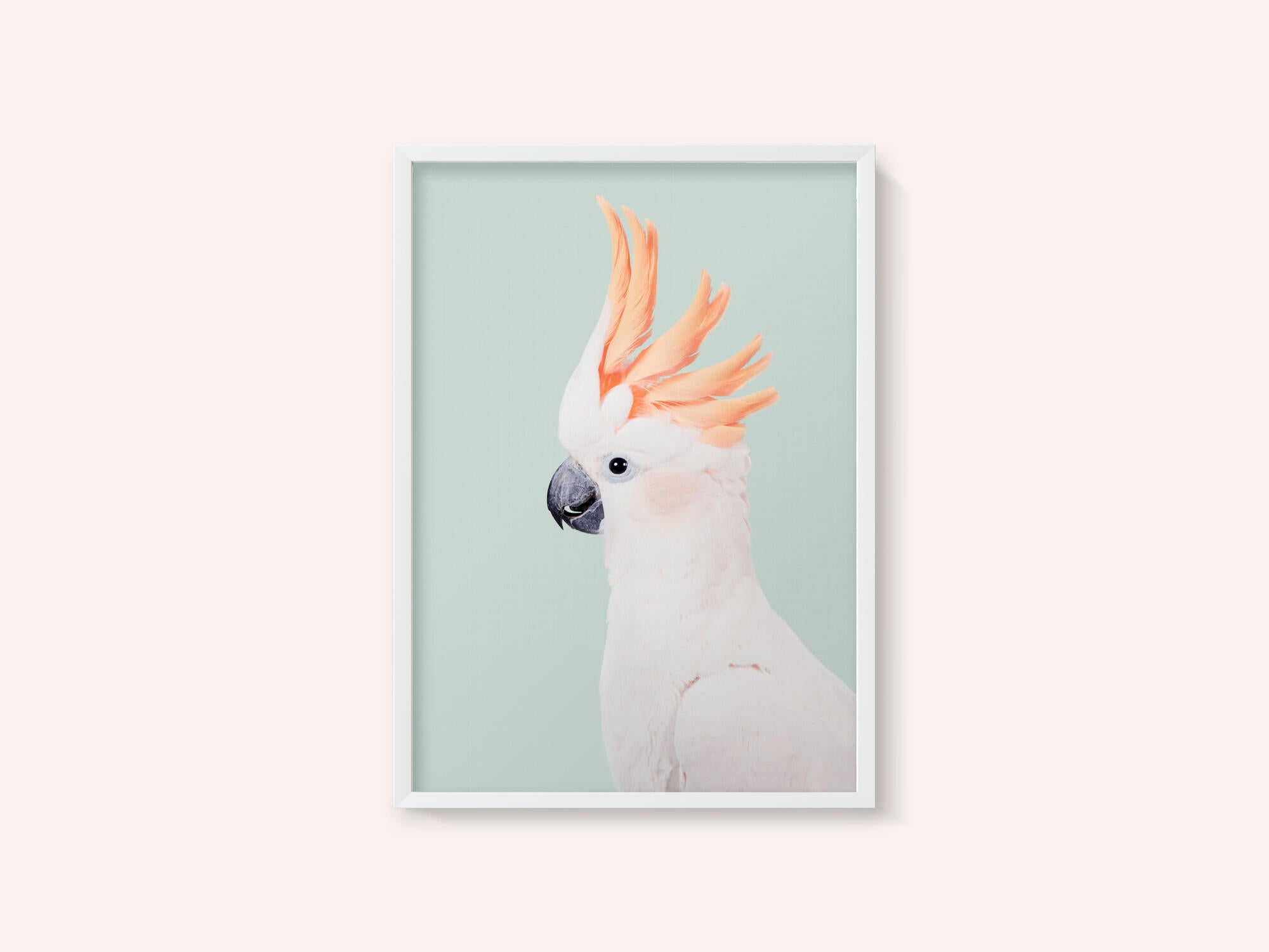 Cockatoo