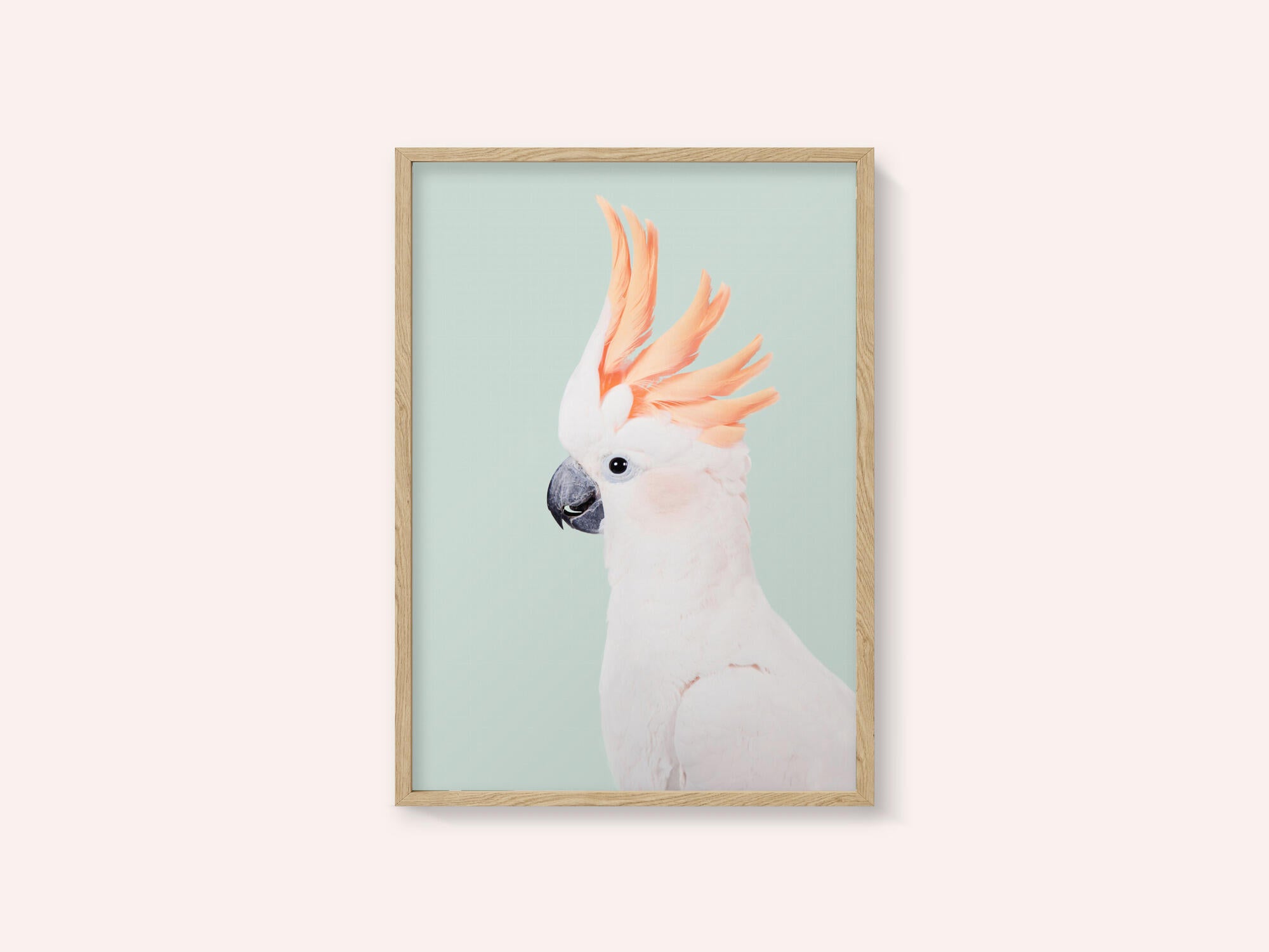Cockatoo