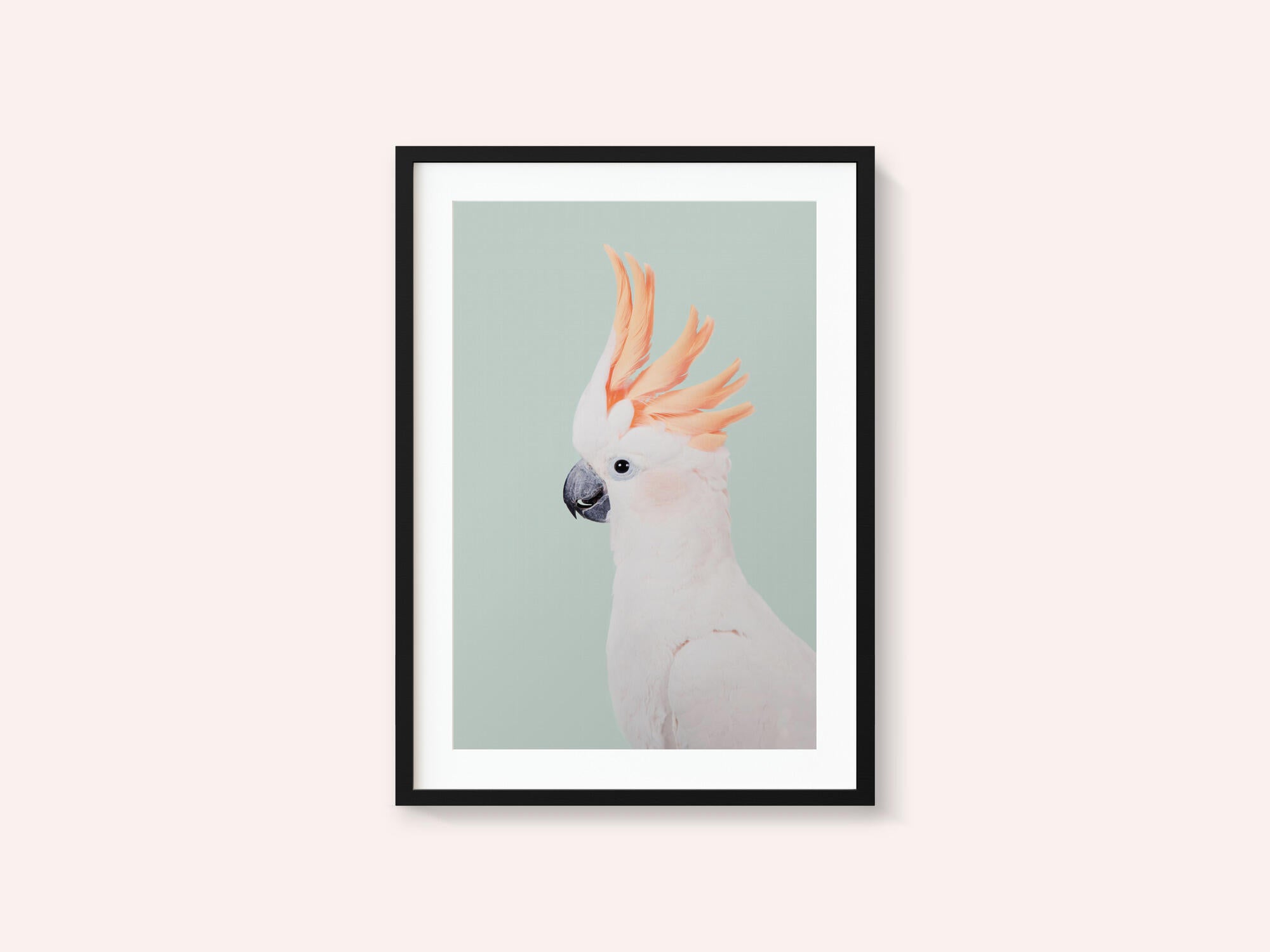 Cockatoo