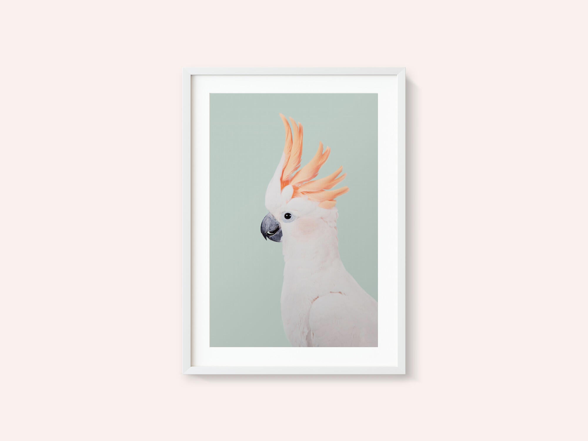 Cockatoo