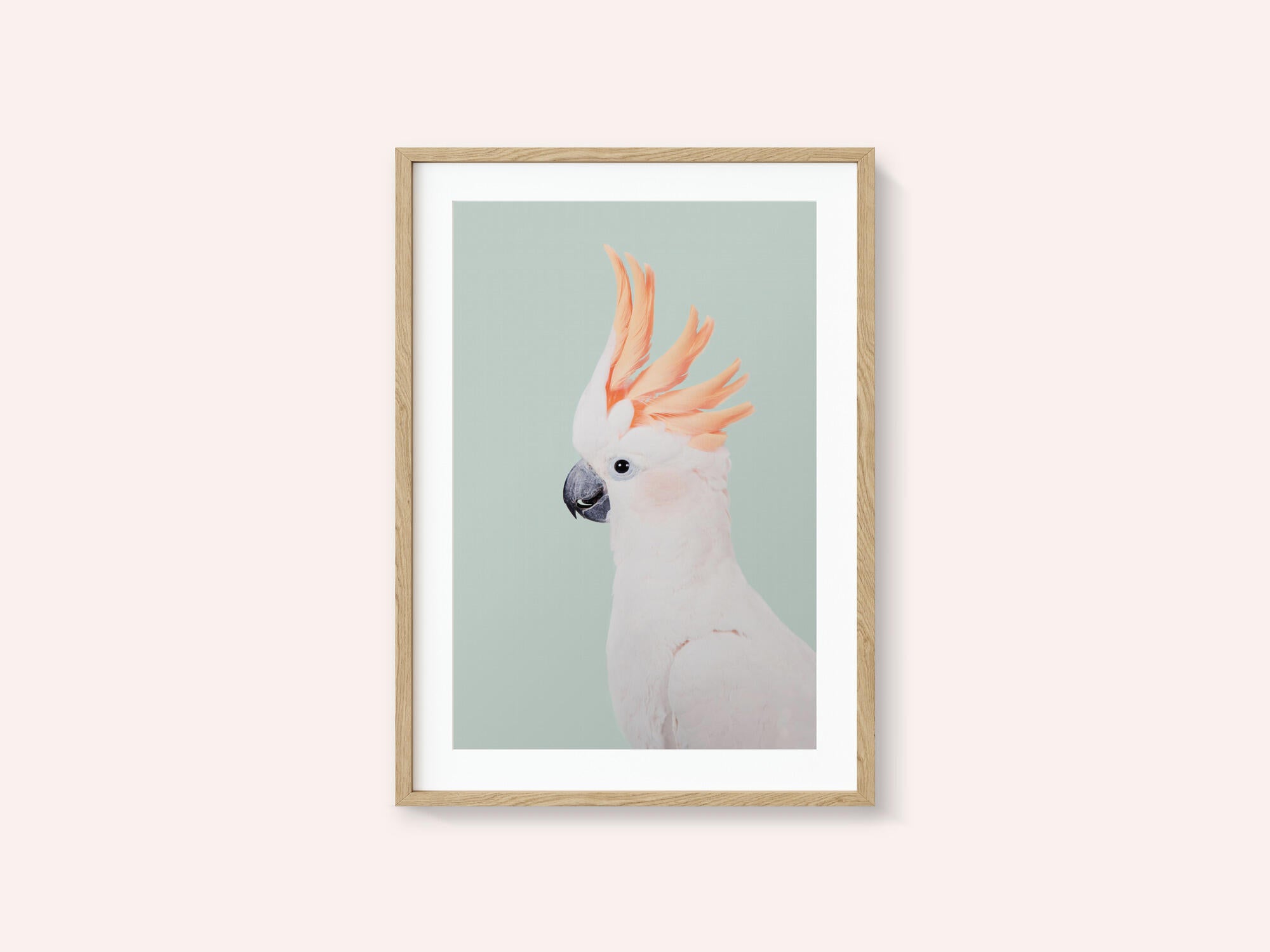 Cockatoo