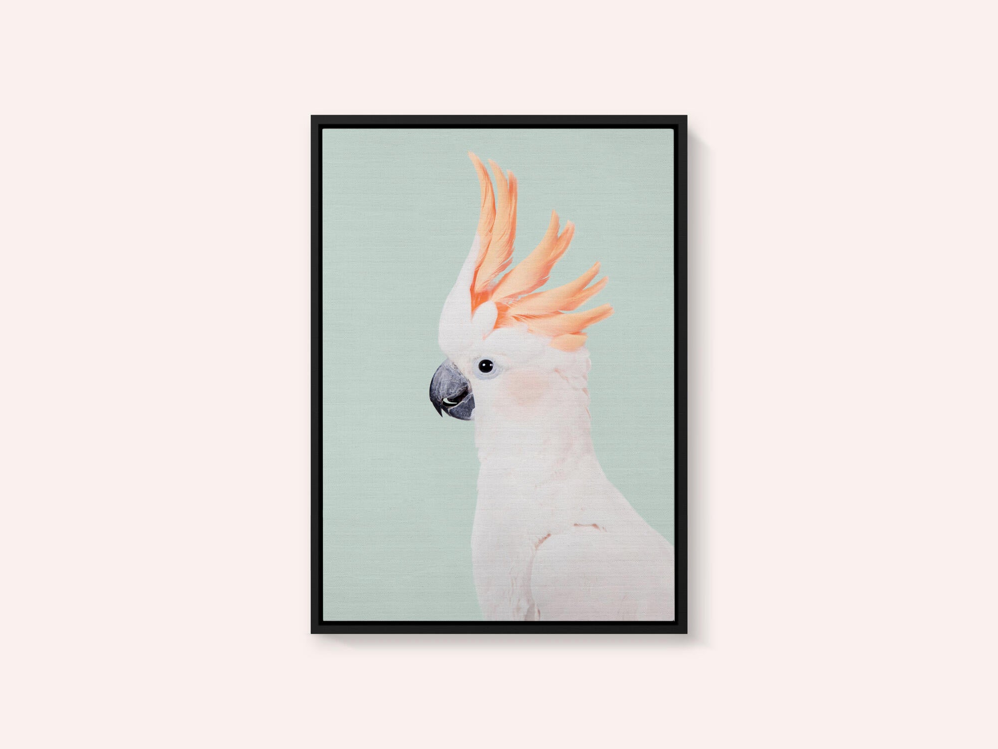 Cockatoo