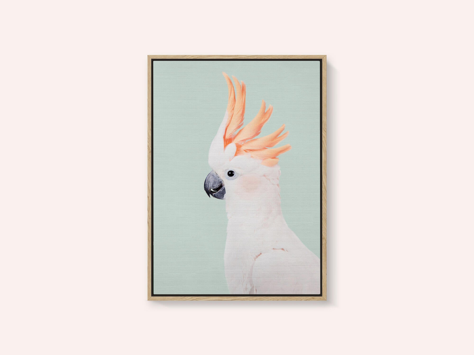 Cockatoo