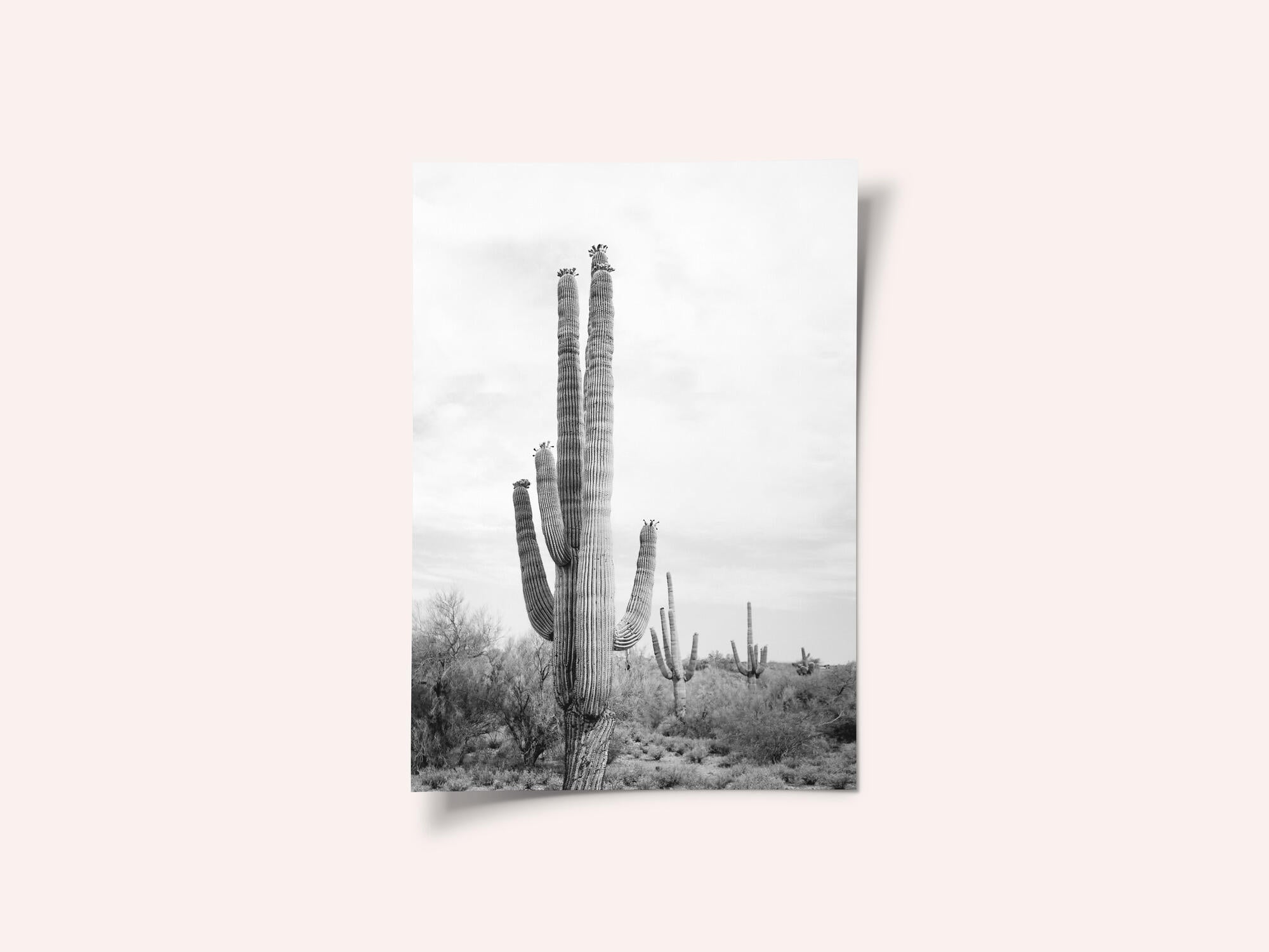 Saguaro B&amp;W