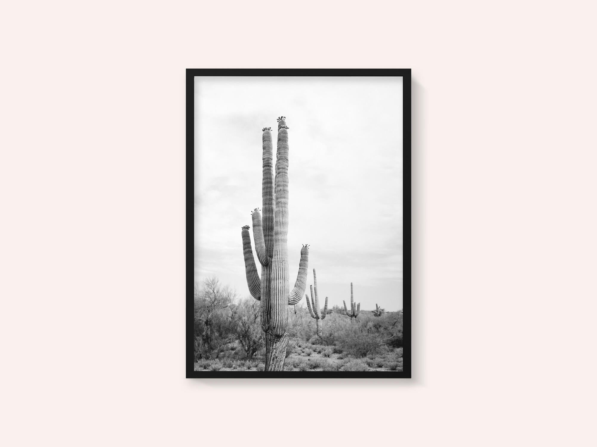 Saguaro B&amp;W