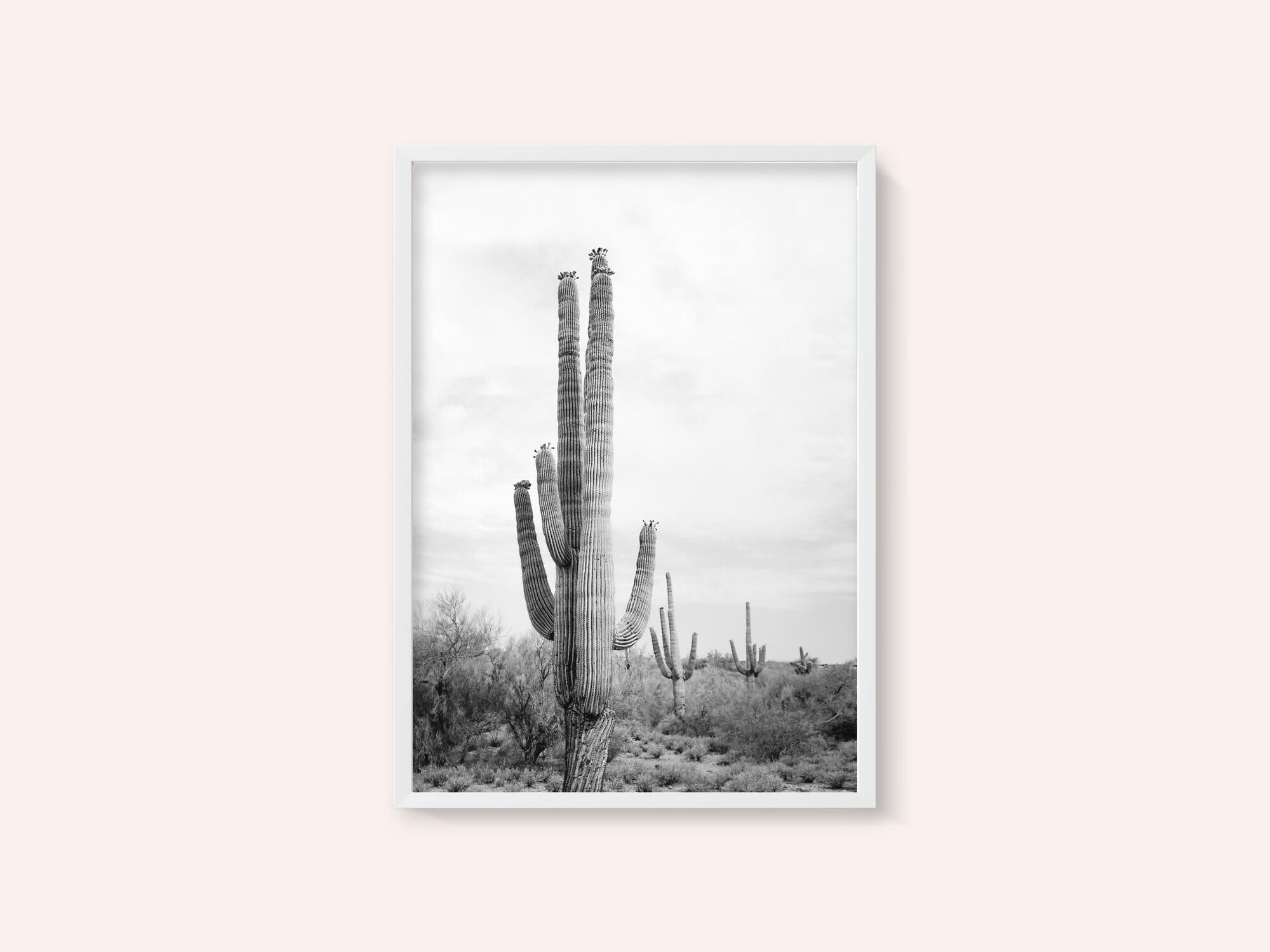 Saguaro B&amp;W