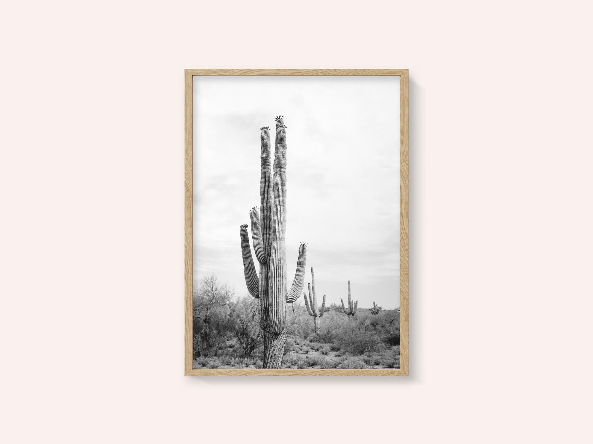 Saguaro B&amp;W