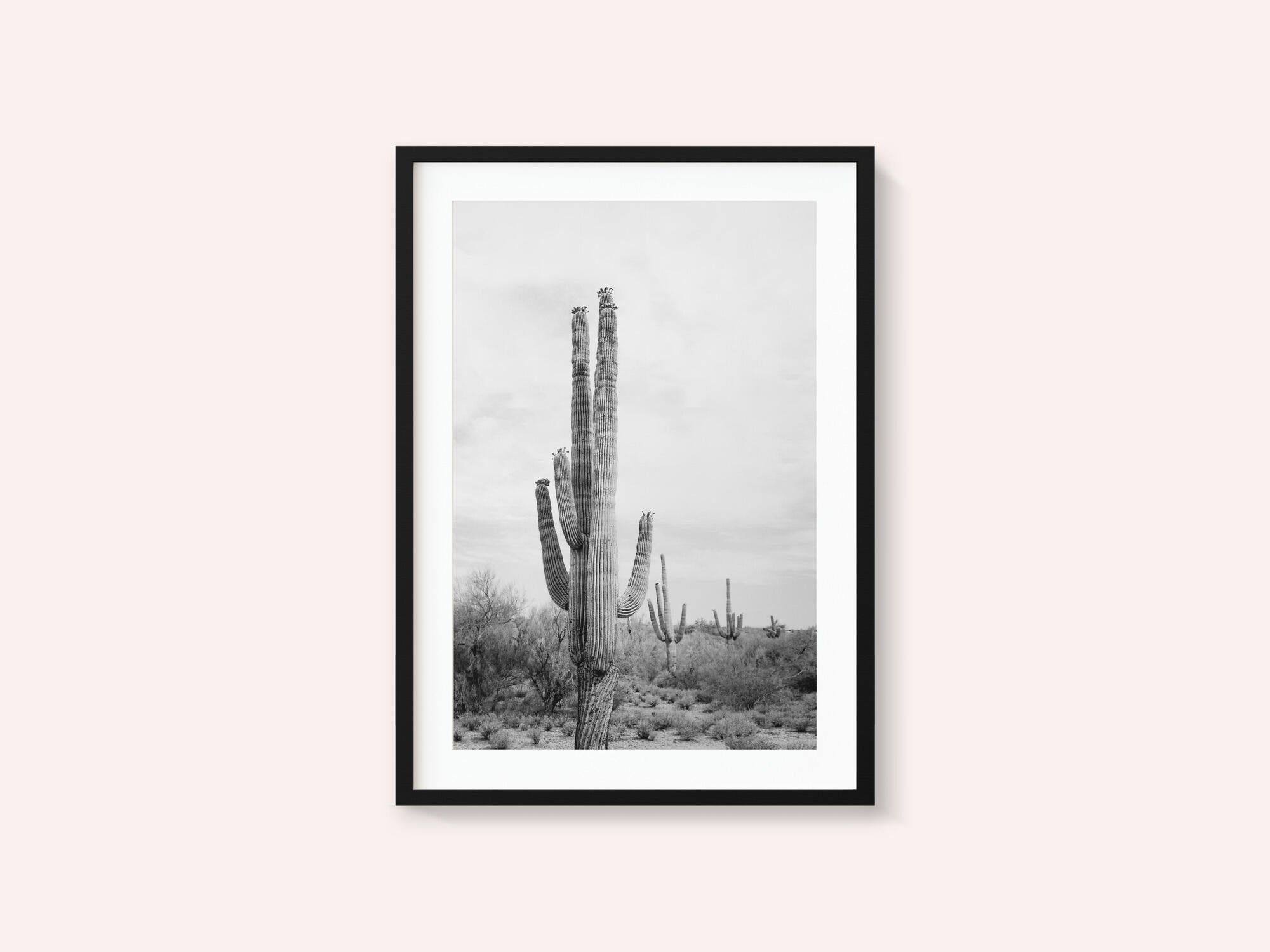 Saguaro B&amp;W