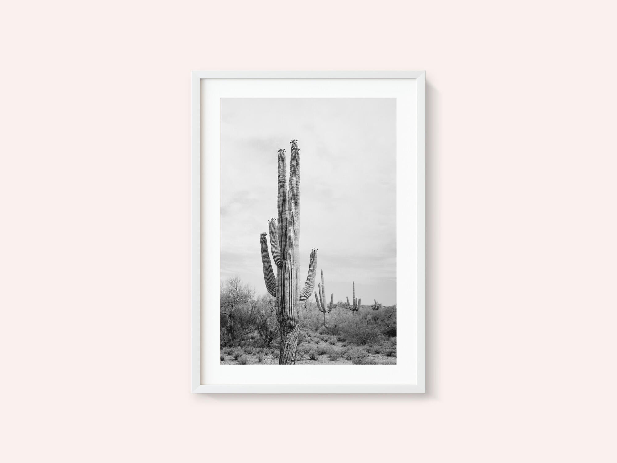 Saguaro B&amp;W