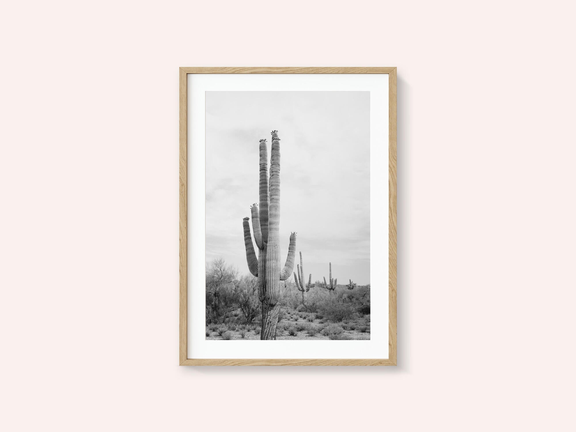 Saguaro B&amp;W