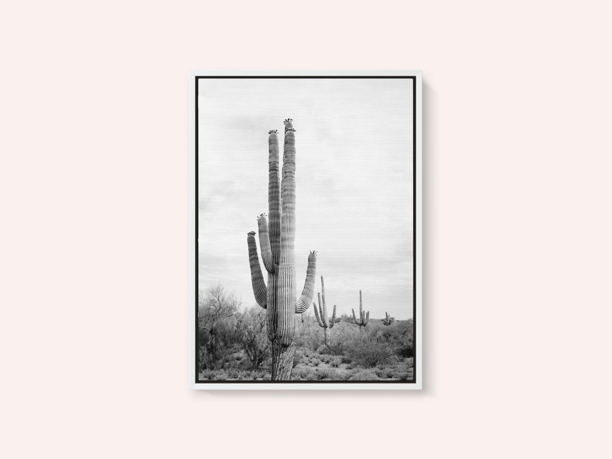 Saguaro B&amp;W