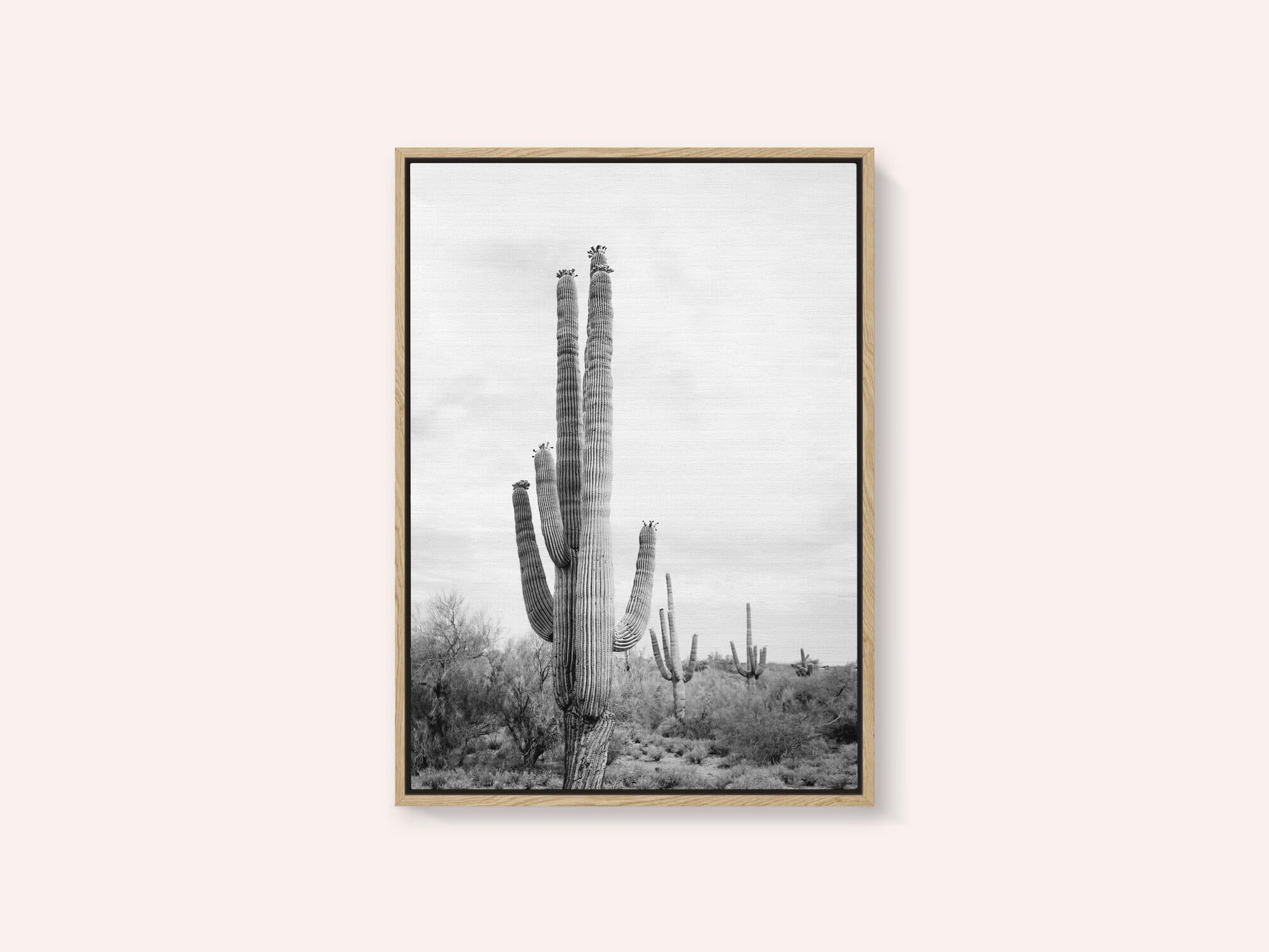 Saguaro B&amp;W